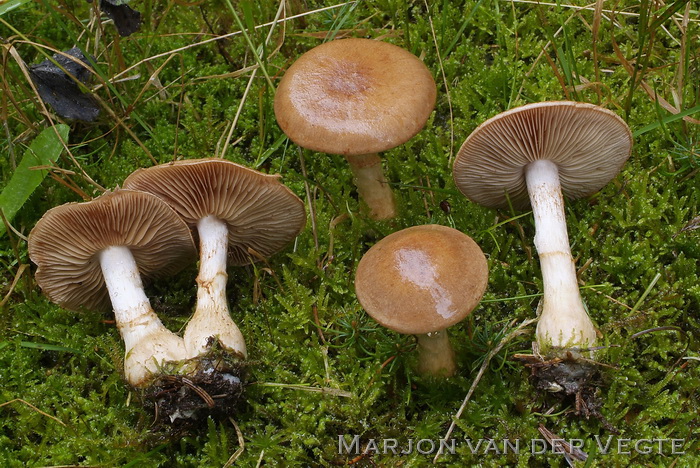 Cortinarius paragaudis - Cortinarius paragaudis